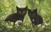Mark Whittaker (b.1964) 'Kittens in a garden'